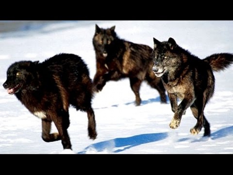 "La manada" que coopera per abatre la seva presa